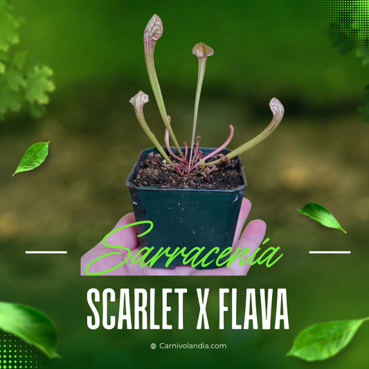 Sarracenia Scarlet x Flava