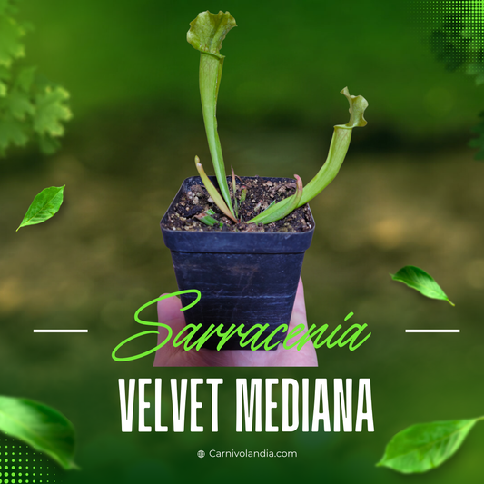 Sarracenia Velvet Mediana