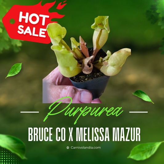 S. Purpurea Bruce Co. X Melissa Mazur