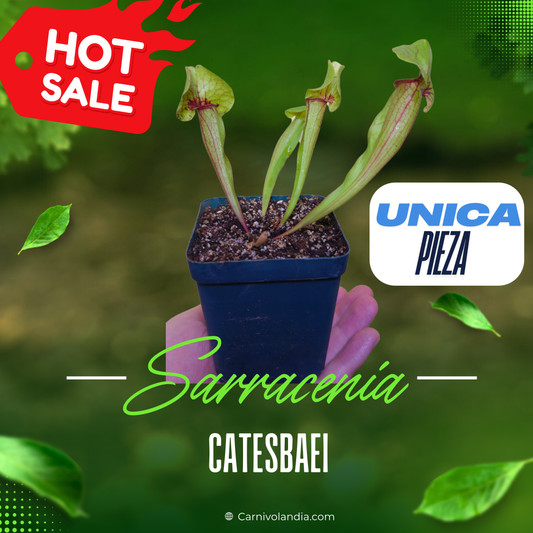 Sarracenia Catesbaei