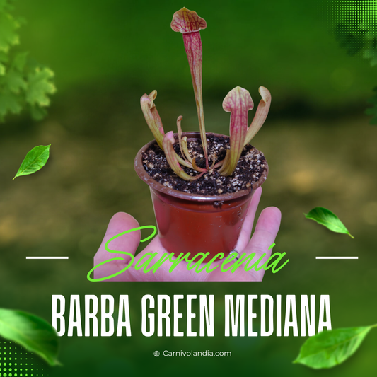 Sarracenia Barba Green Mediana