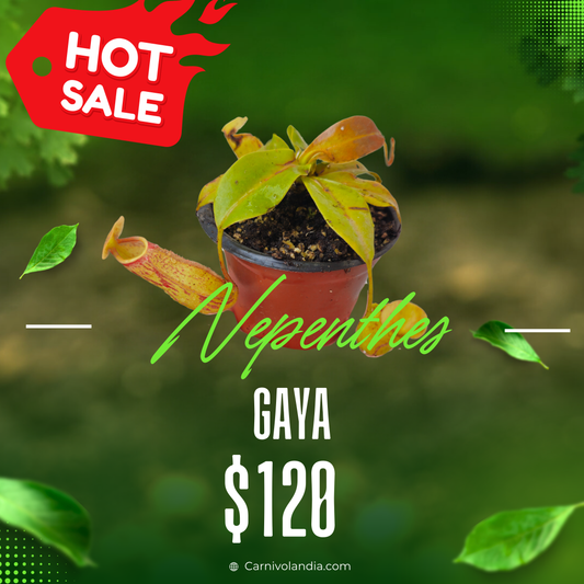 Nepenthes Gaya