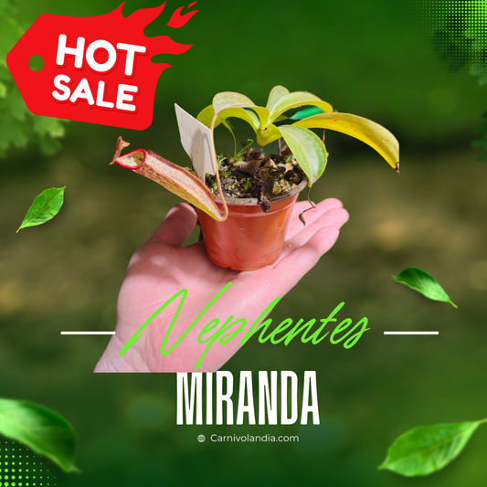 Nepenthes Miranda