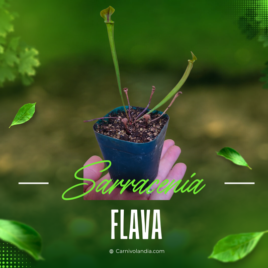 Sarracenia Flava
