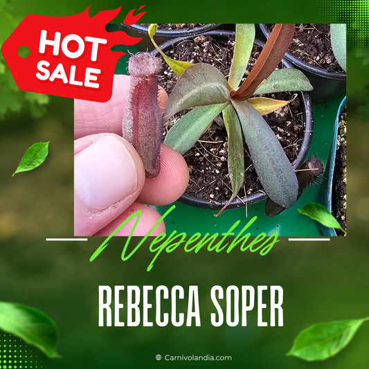 Nepenthes Rebecca Soper
